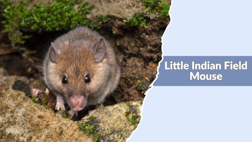 Little Indian Field Mouse