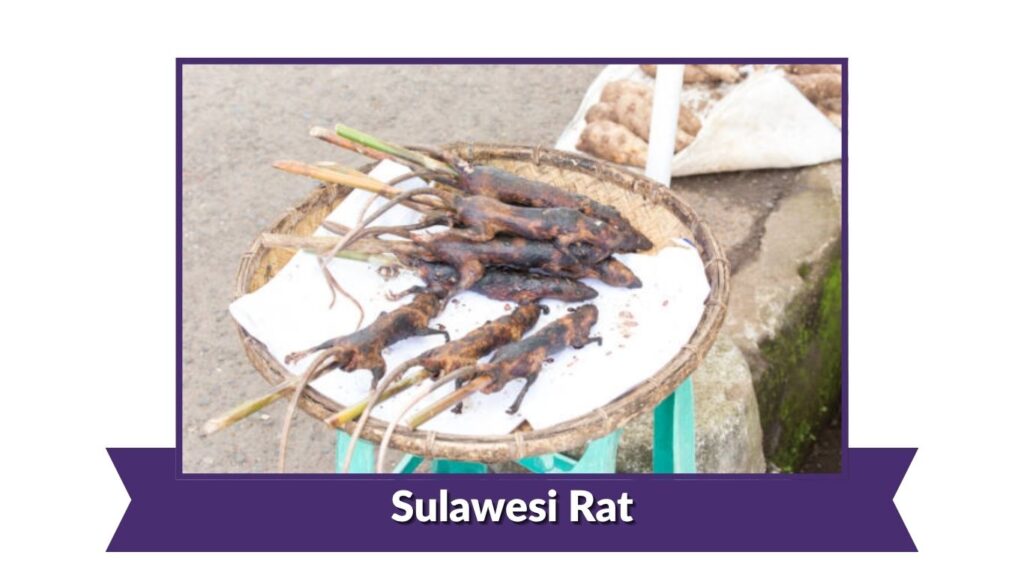 Sulawesi Rat