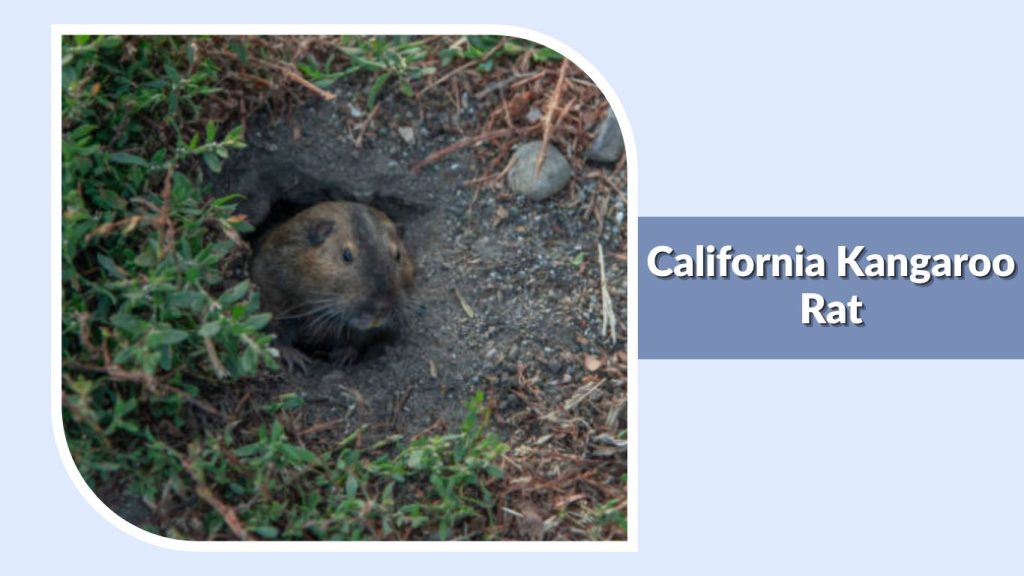 California Kangaroo Rat