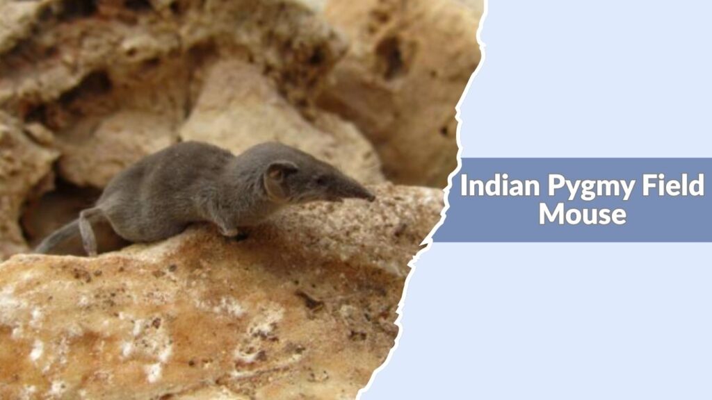Indian Pygmy Field Mouse