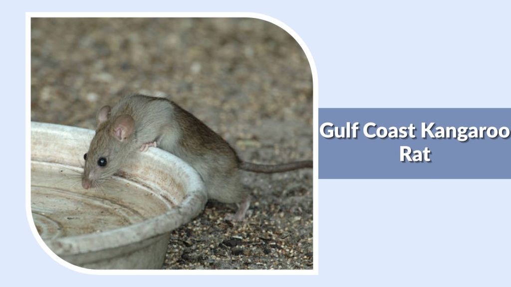 Gulf Coast Kangaroo Rat