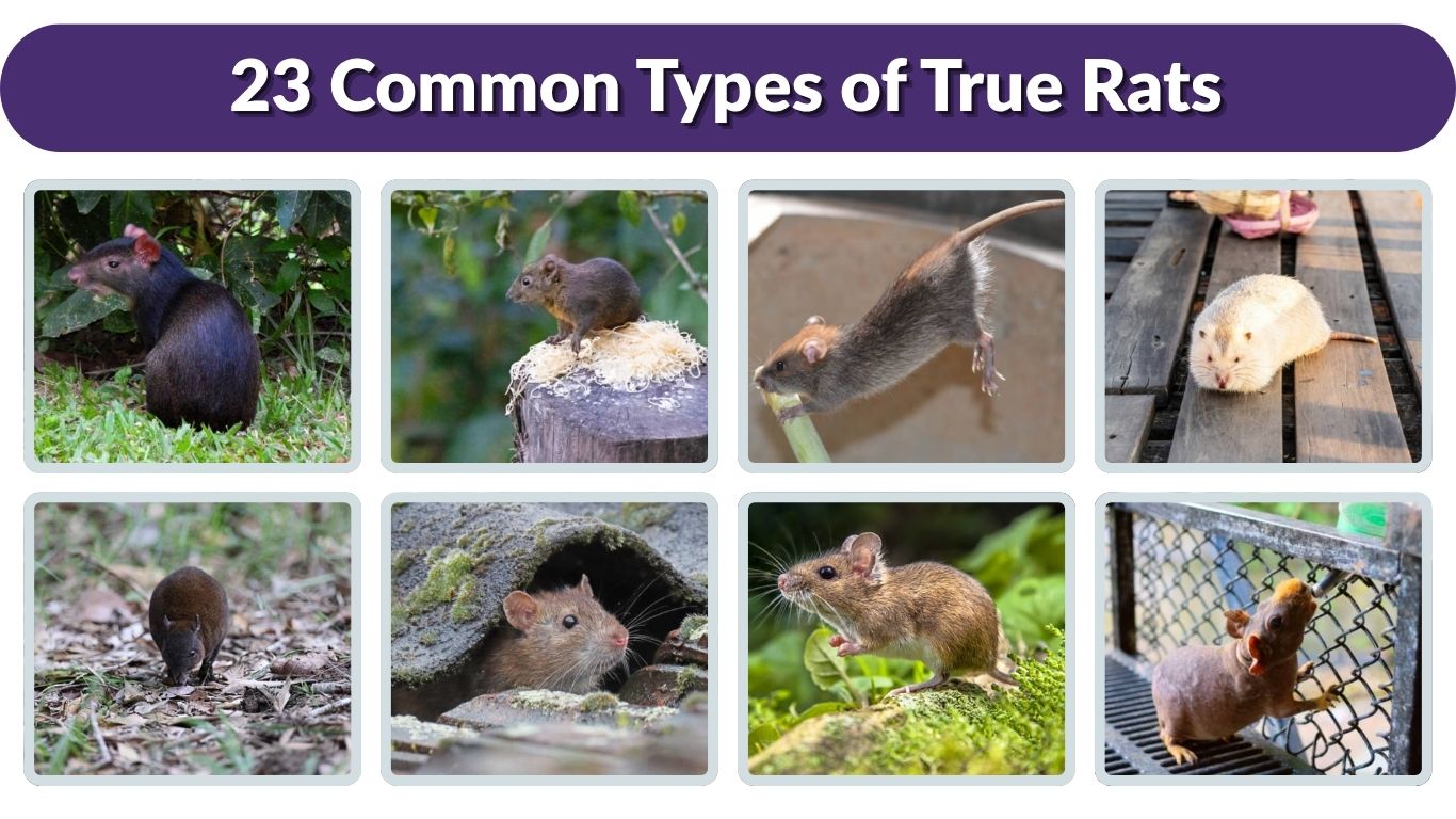 23 Common Types of True Rats (Rattus): Id with Pictures