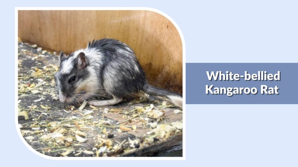  White-bellied Kangaroo Rat