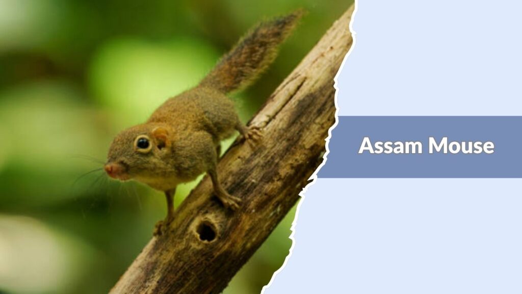 Assam Mouse