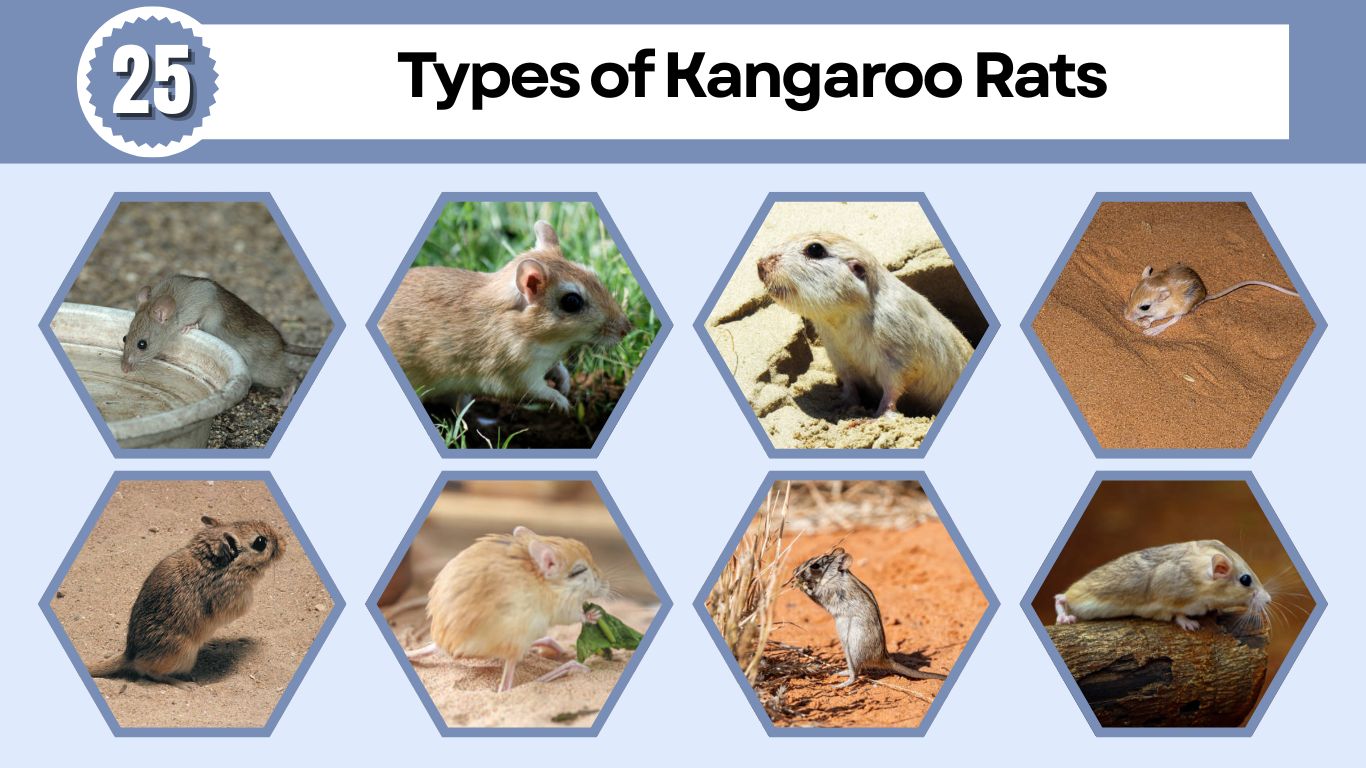 25 Types of Kangaroo Rats: Species Identification with Pictures