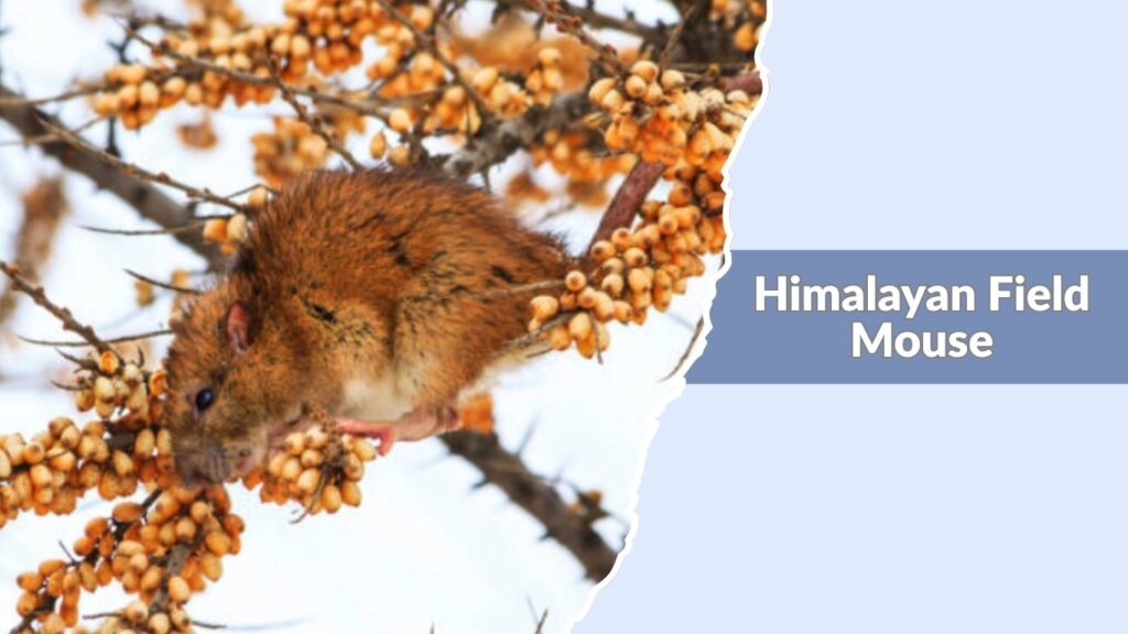 Himalayan Field Mouse