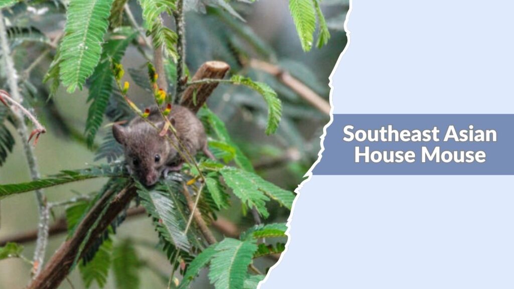 Southeast Asian House Mouse