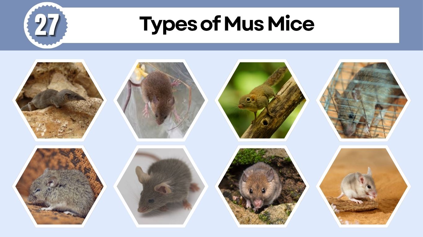 27 Types of Mus Mice: Identification with Pictures