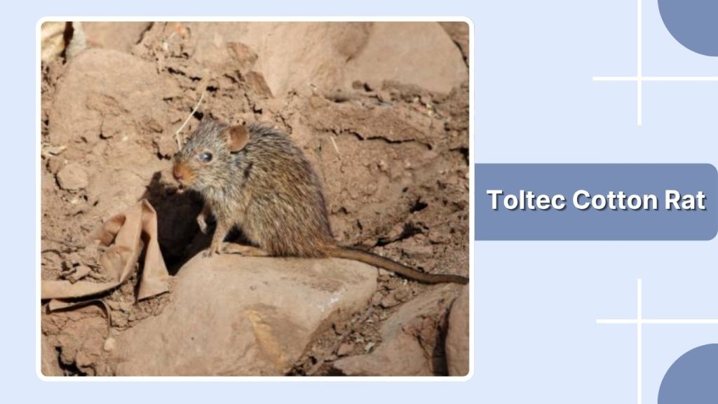  Toltec Cotton Rat