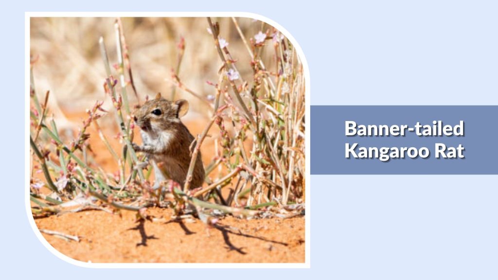  Banner-tailed Kangaroo Rat