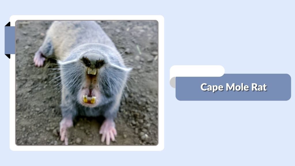 Cape Mole Rat