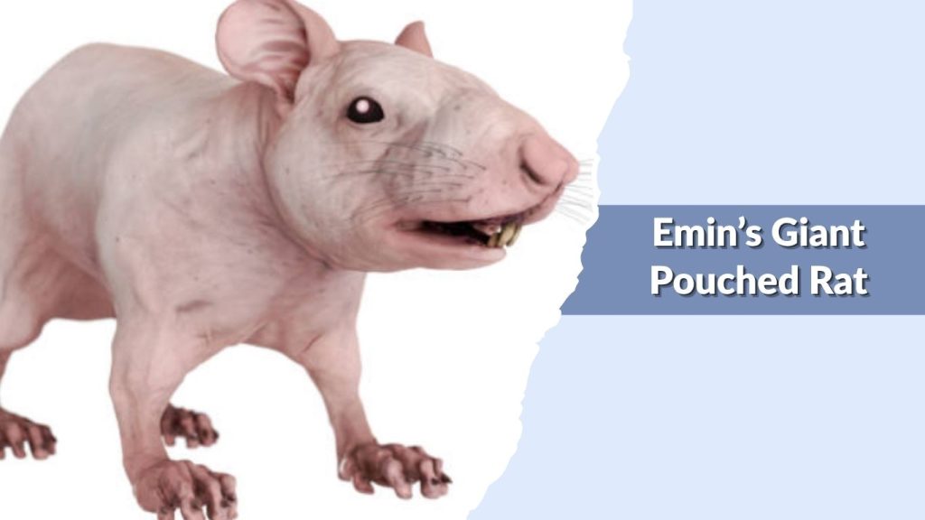Emin’s Giant Pouched Rat