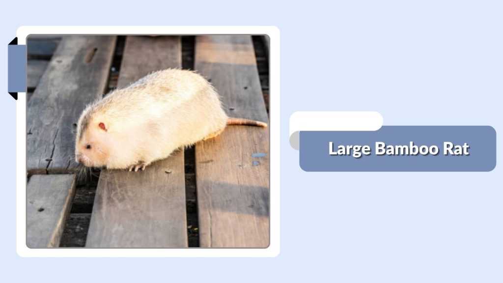 Large Bamboo Rat