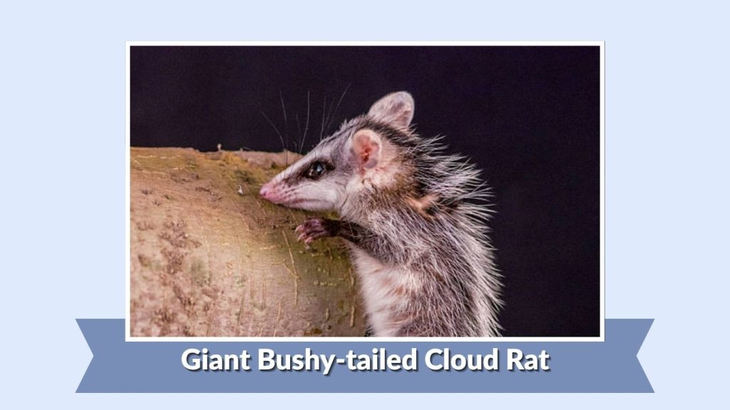 Giant Bushy-tailed Cloud Rat