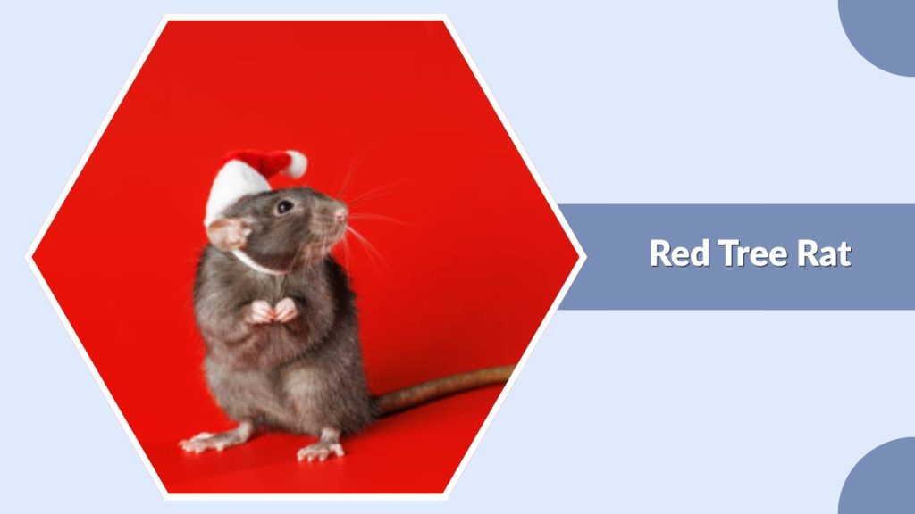 Red Tree Rat