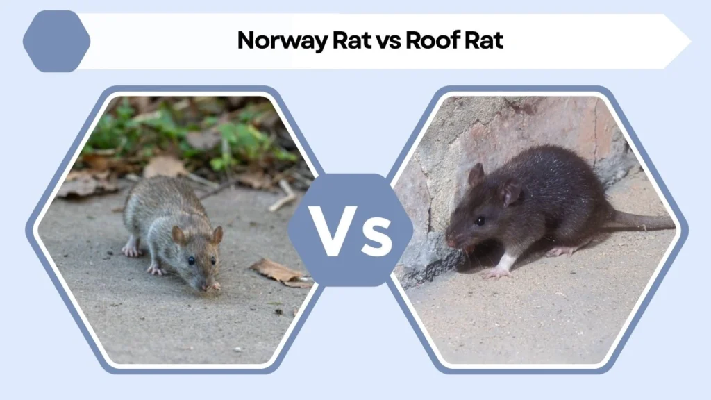 How to Identify a Black and White Rat