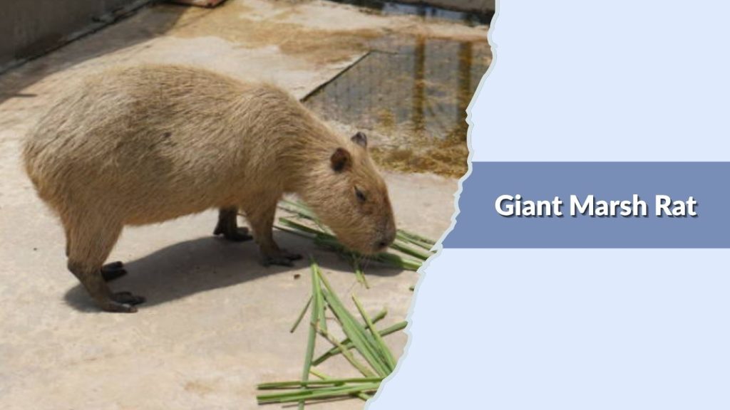 Giant Marsh Rat