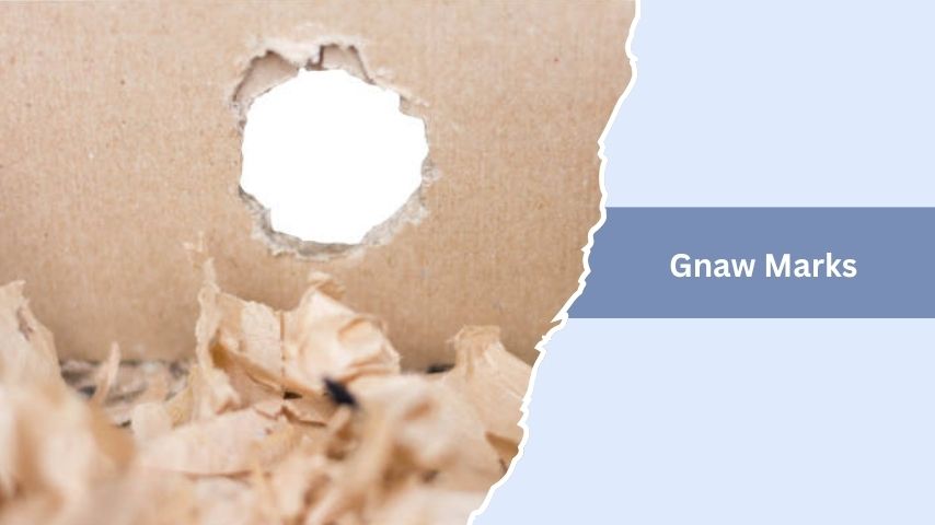 Gnaw Marks