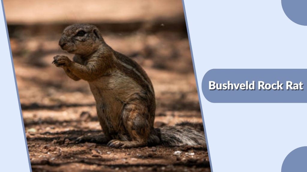 Bushveld Rock Rat