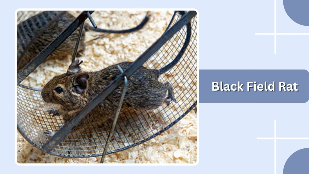 Black Field Rat