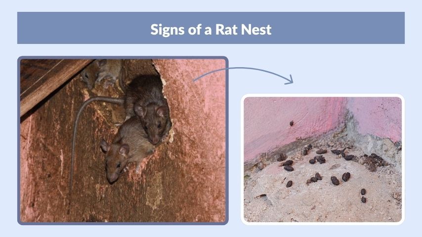 Signs of a Rat Nest