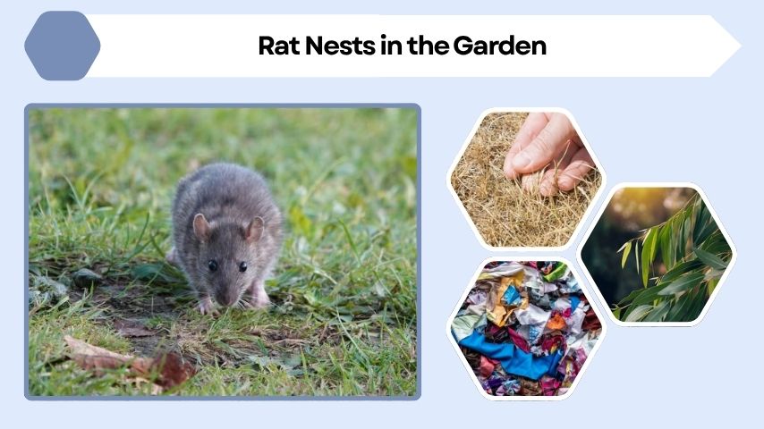 Rat Nests in the Garden