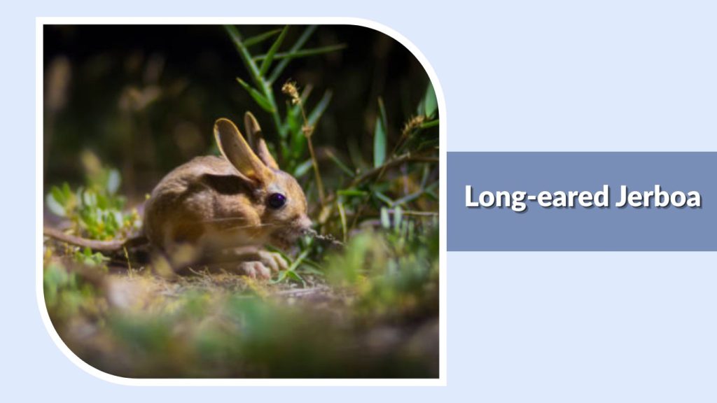 Long-eared Jerboa