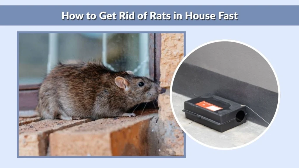 How to Get Rid of Rats in House Fast