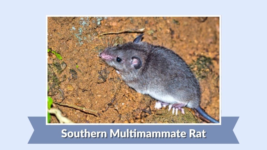 Southern Multimammate Rat