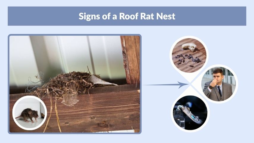 Signs of a Roof Rat Nest