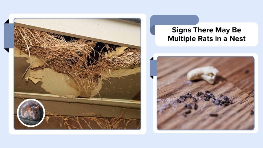Signs There May Be Multiple Rats in a Nest