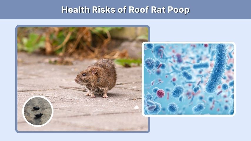 Health Risks of Roof Rat Poop
