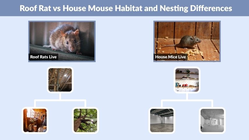 Roof Rat vs House Mouse Habitat and Nesting Differences