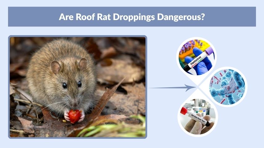 Are Roof Rat Droppings Dangerous?
