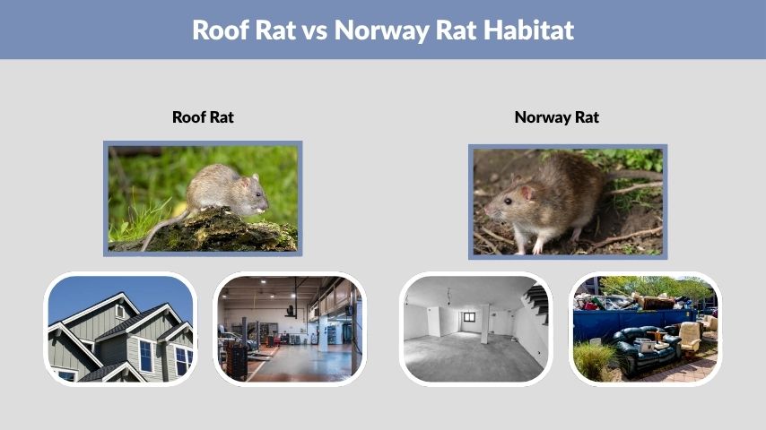 Roof Rat vs Norway Rat Habitat