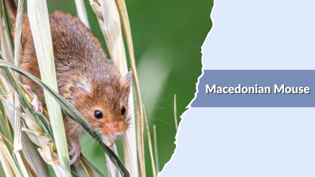 Macedonian Mouse