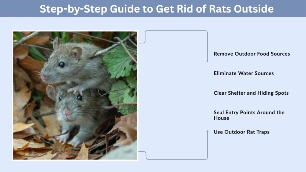 Step-by-Step Guide to Get Rid of Rats Outside