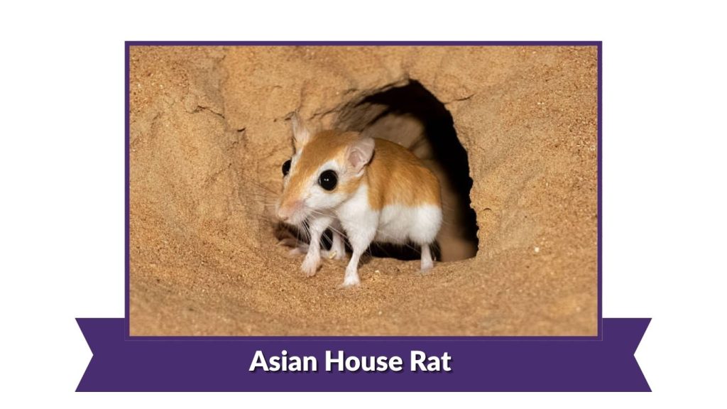 Asian House Rat