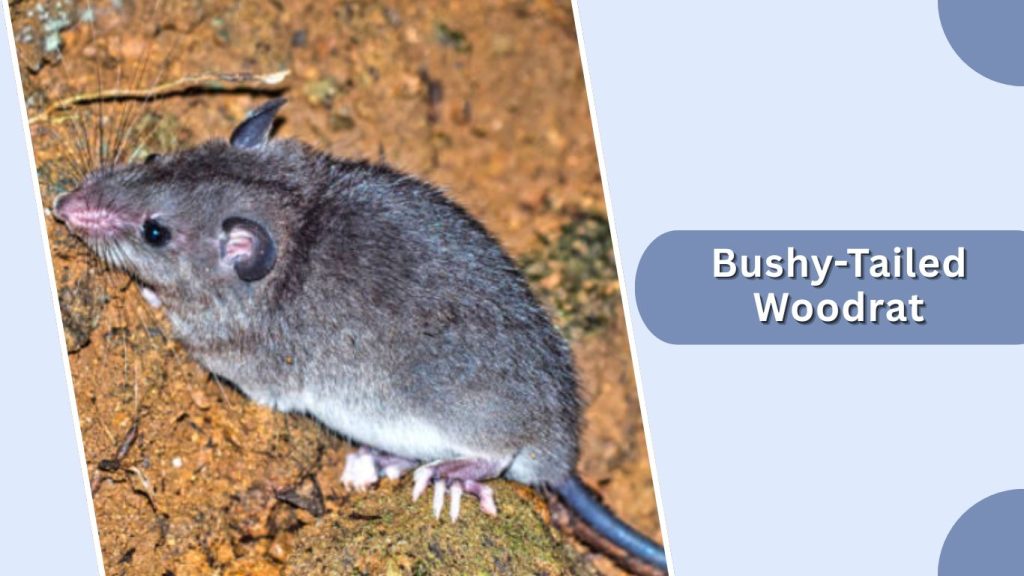 Bushy-Tailed Woodrat