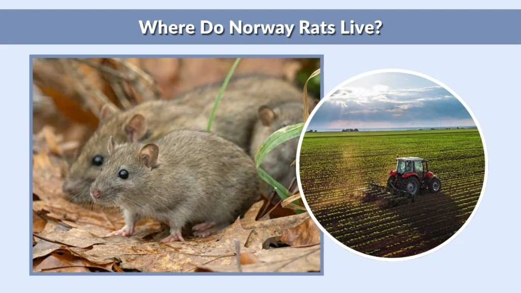 Black and White Rats as Pets