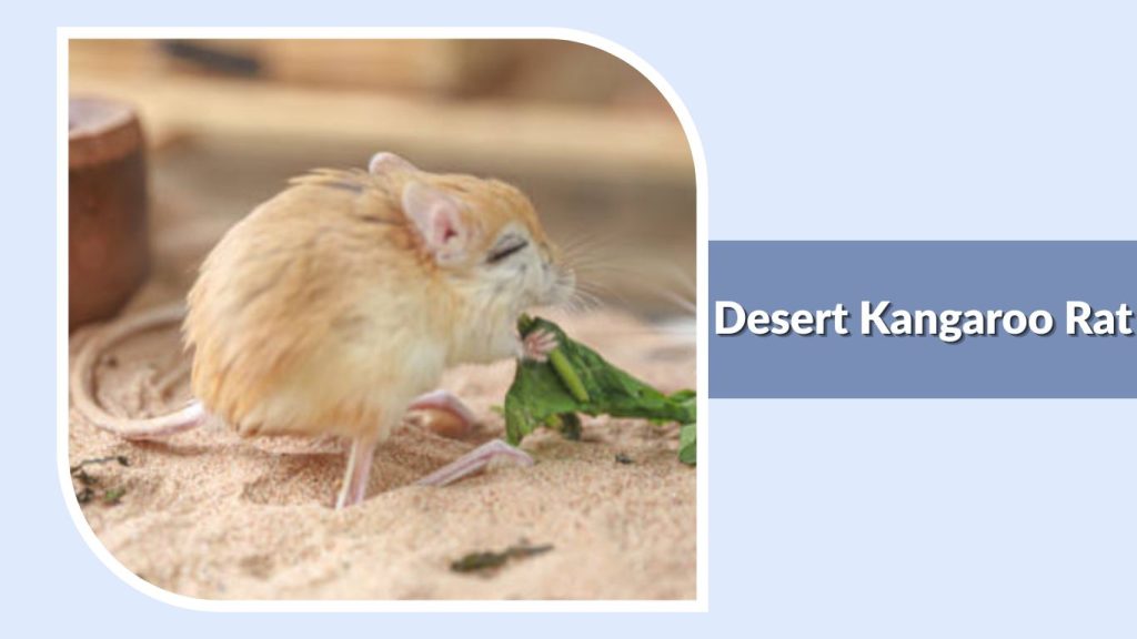  Desert Kangaroo Rat