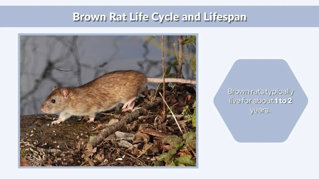 Brown Rat Life Cycle and Lifespan