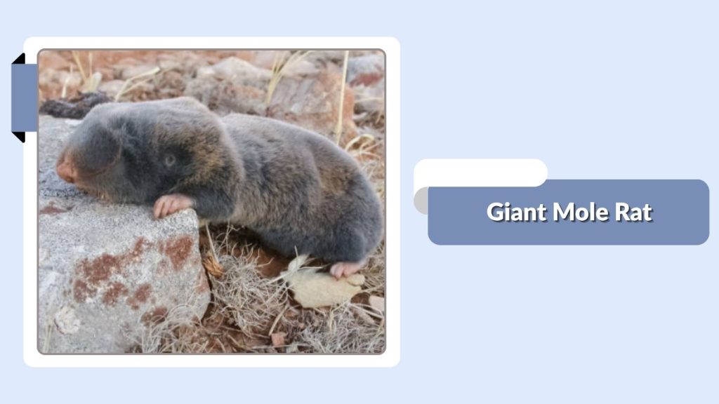 Giant Mole Rat