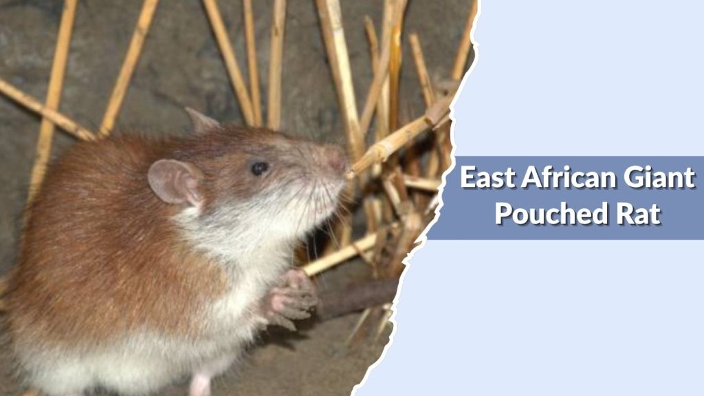 East African Giant Pouched Rat