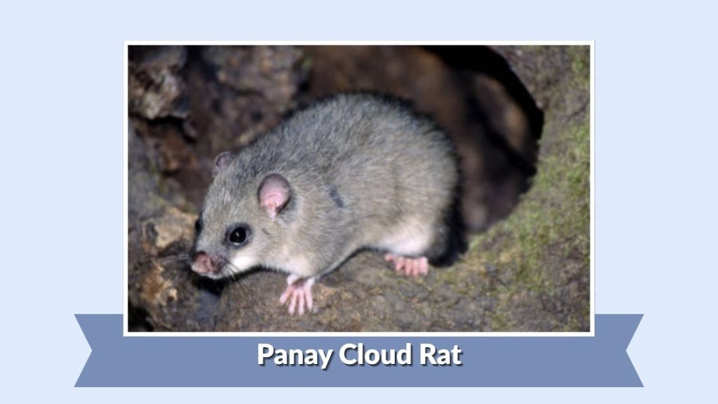 Panay Cloud Rat