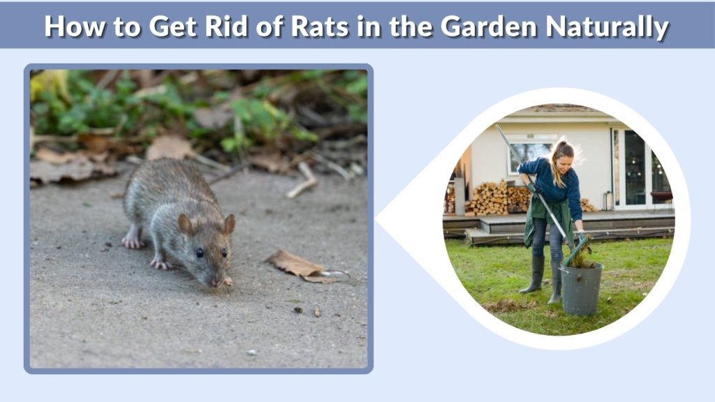 How to Get Rid of Rats in the Garden Naturally