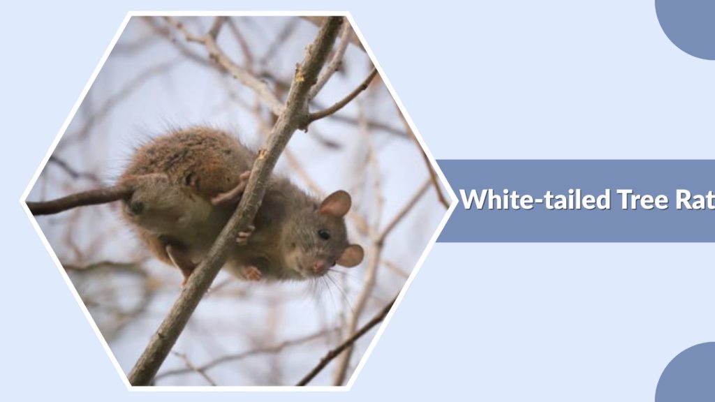 White-tailed Tree Rat