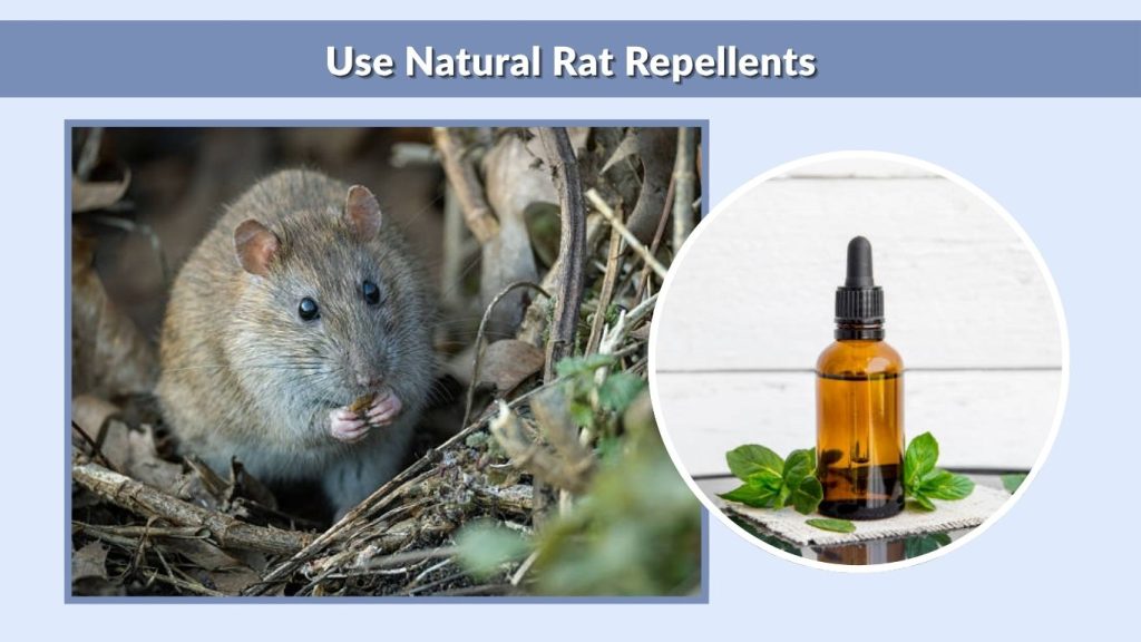 Use Natural Rat Repellents