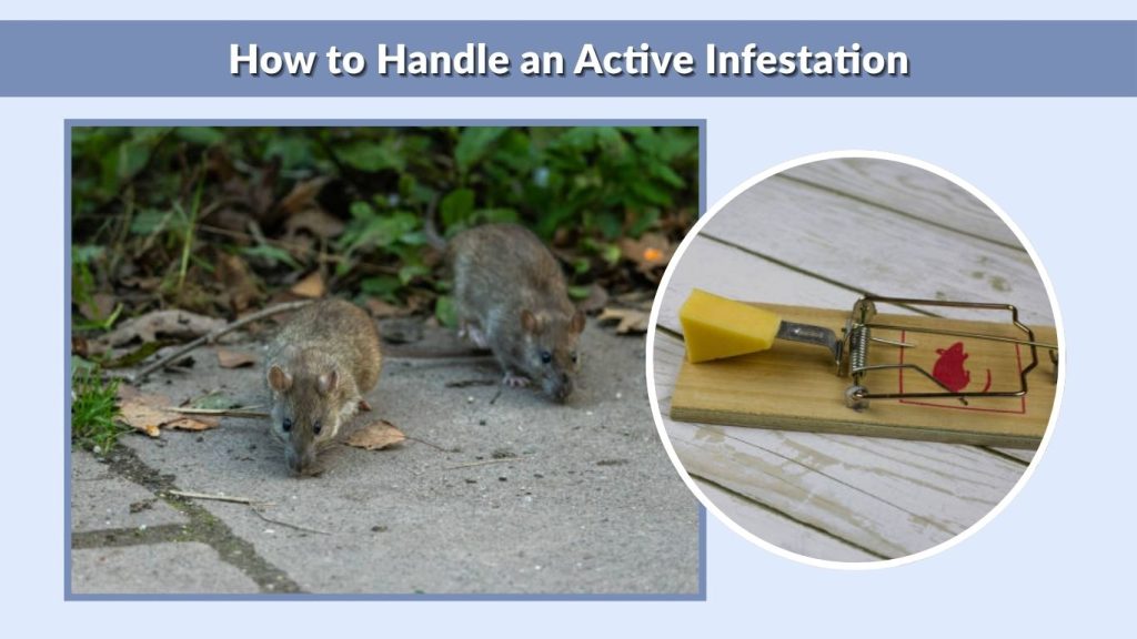 How to Handle an Active Infestation