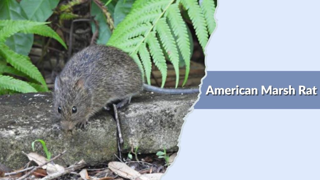 American Marsh Rat